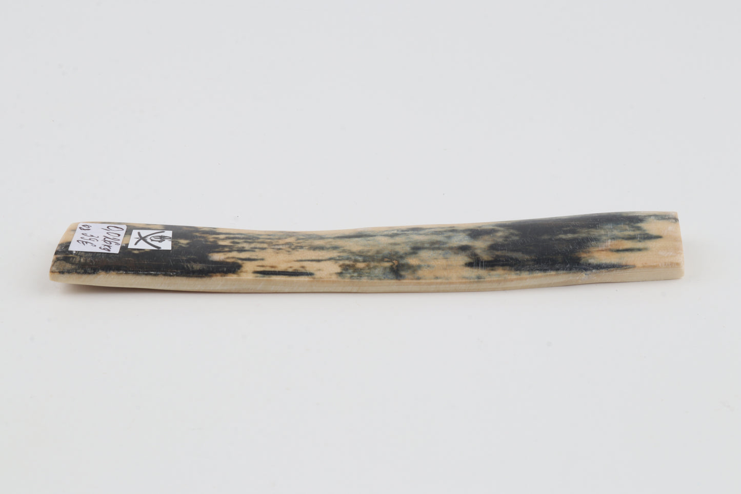 Blue-white mammoth bark