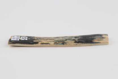 Blue-white mammoth bark