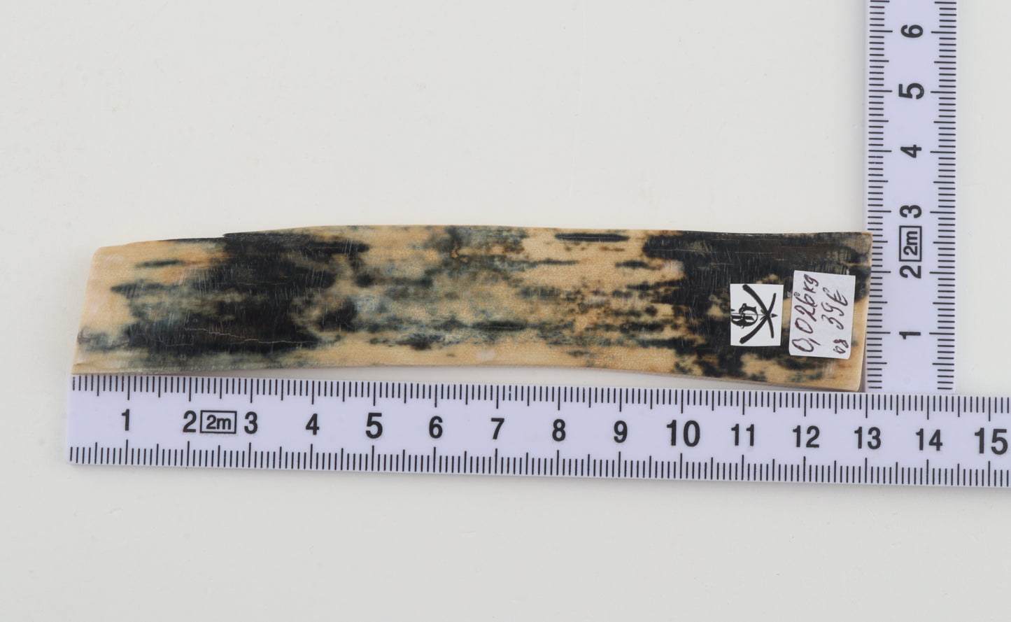 Blue-white mammoth bark