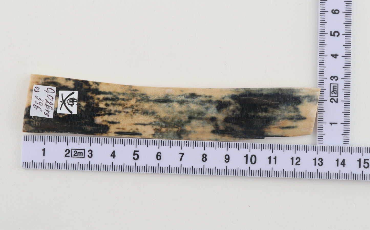 Blue-white mammoth bark