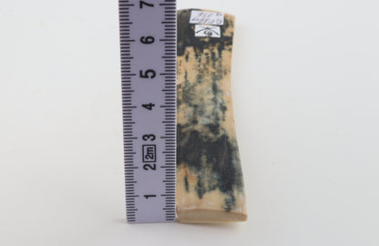 Blue-white mammoth bark