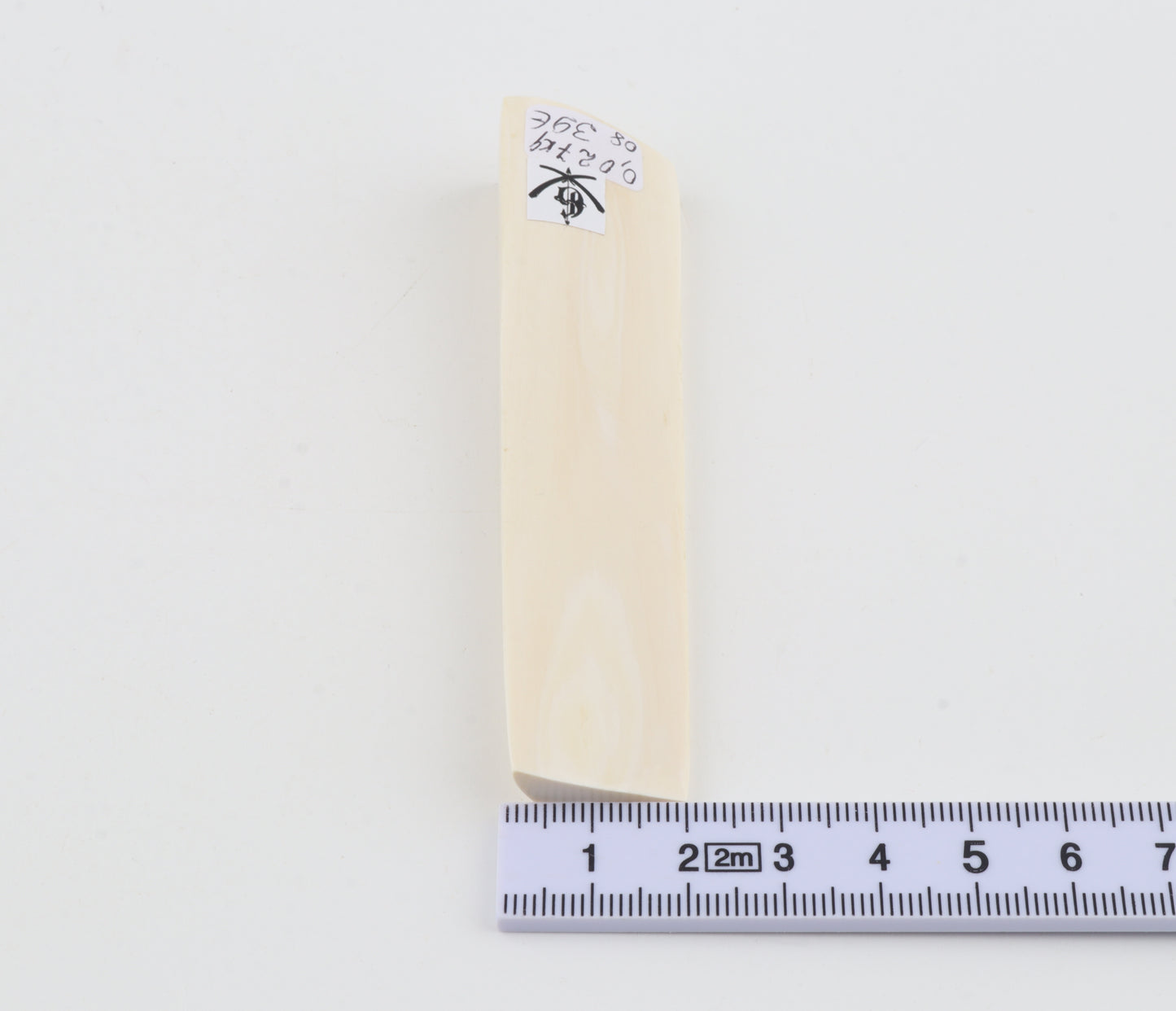 White mammoth ivory segment