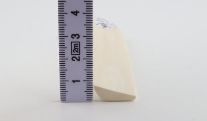 White mammoth ivory segment