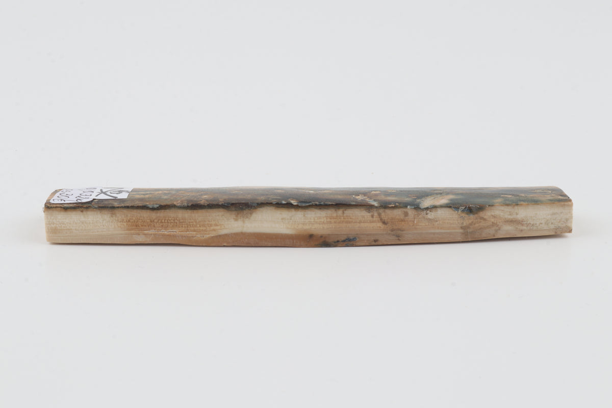 Natural woolly mammoth bark