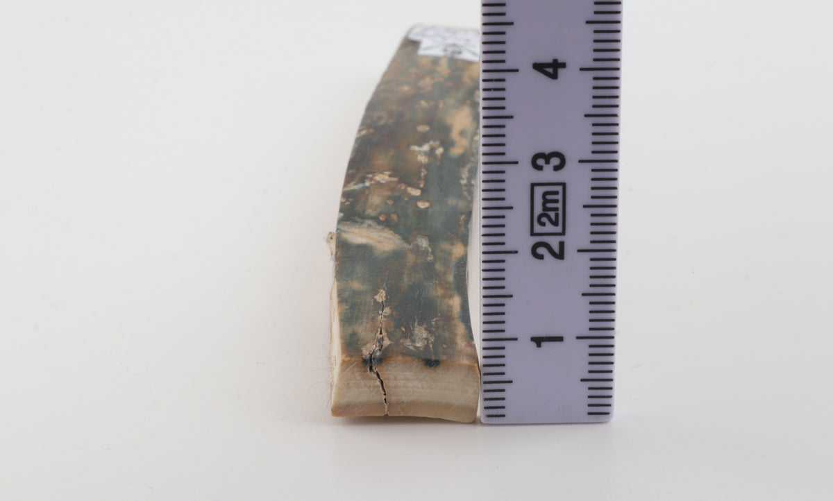 Natural woolly mammoth bark