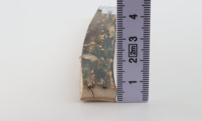 Natural woolly mammoth bark