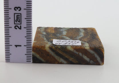 Stabilized mammoth molar piece