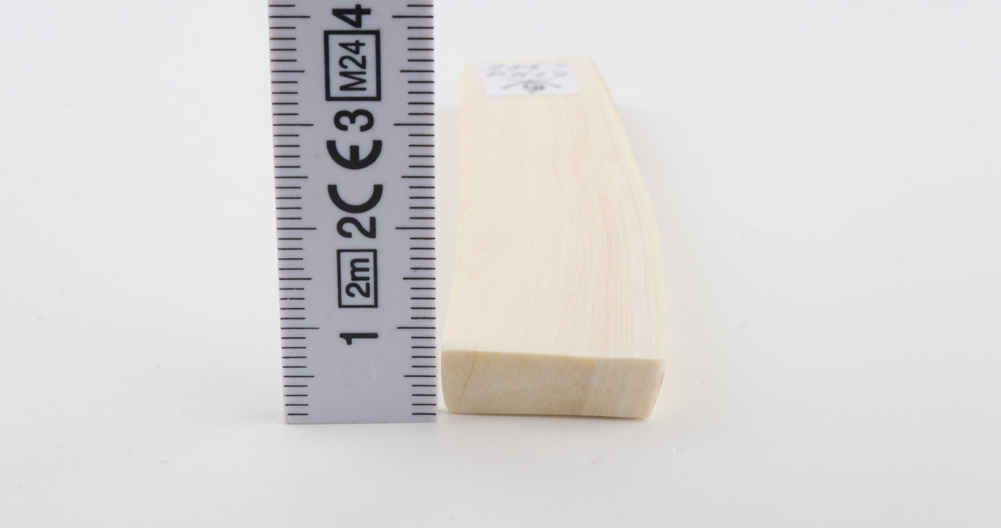 White mammoth ivory segment