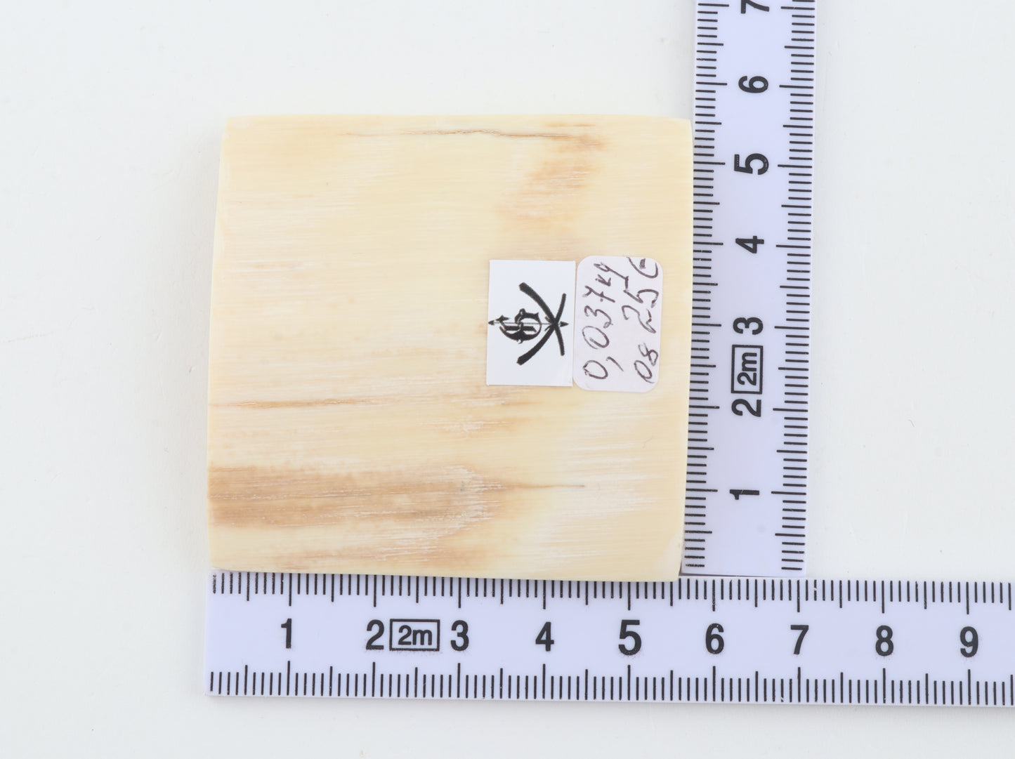 White mammoth ivory segment