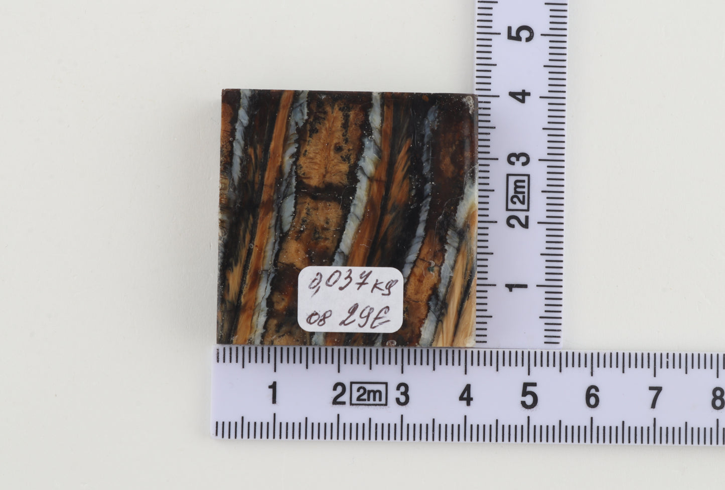 Stabilized mammoth molar piece