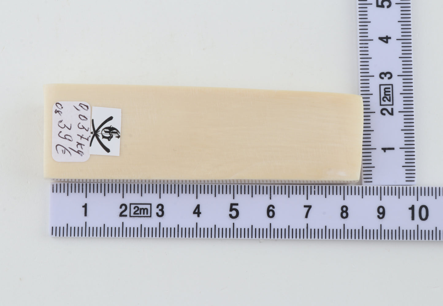 White mammoth ivory segment