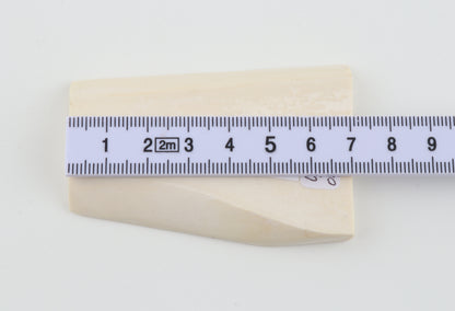 White mammoth ivory segment
