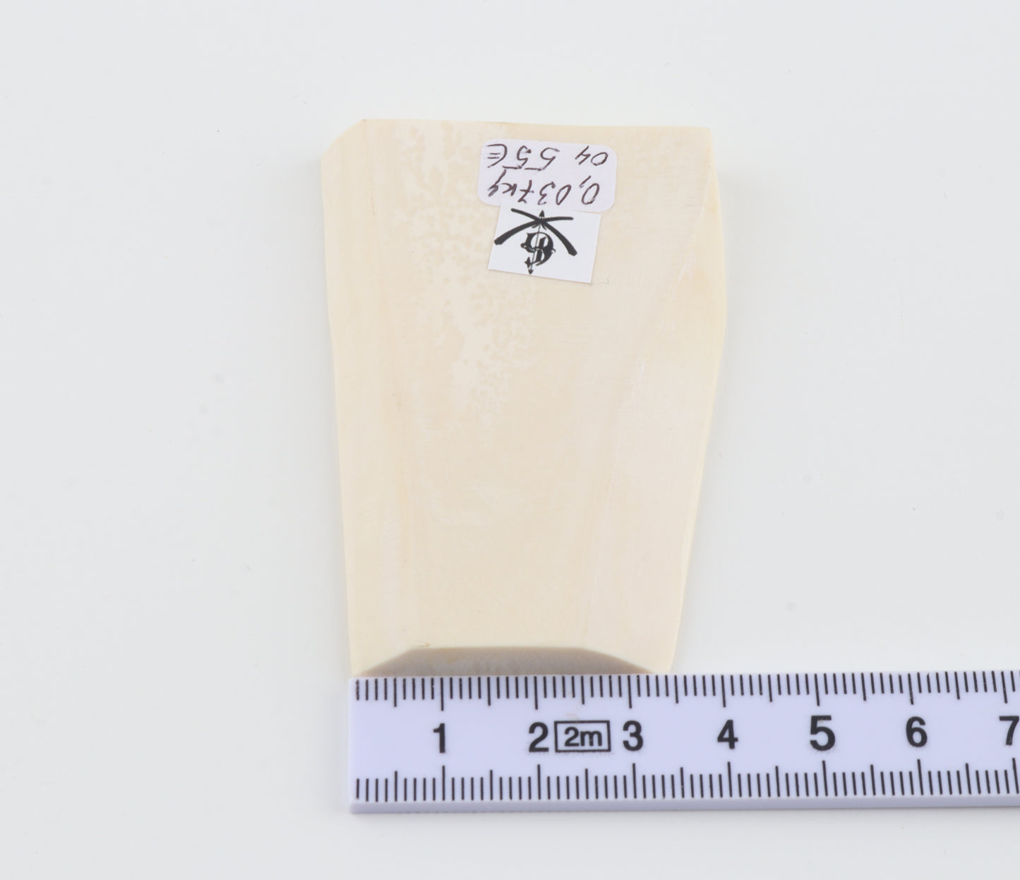 White mammoth ivory segment