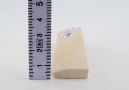 White mammoth ivory segment