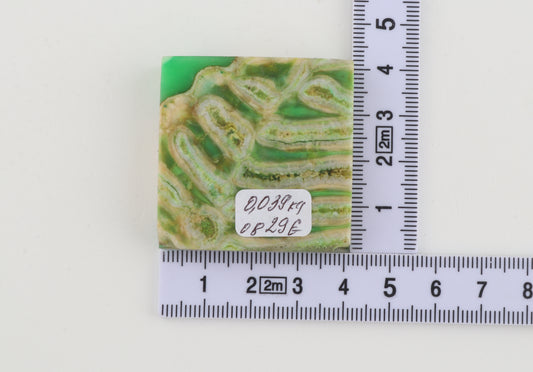 Stabilised mammoth molar piece
