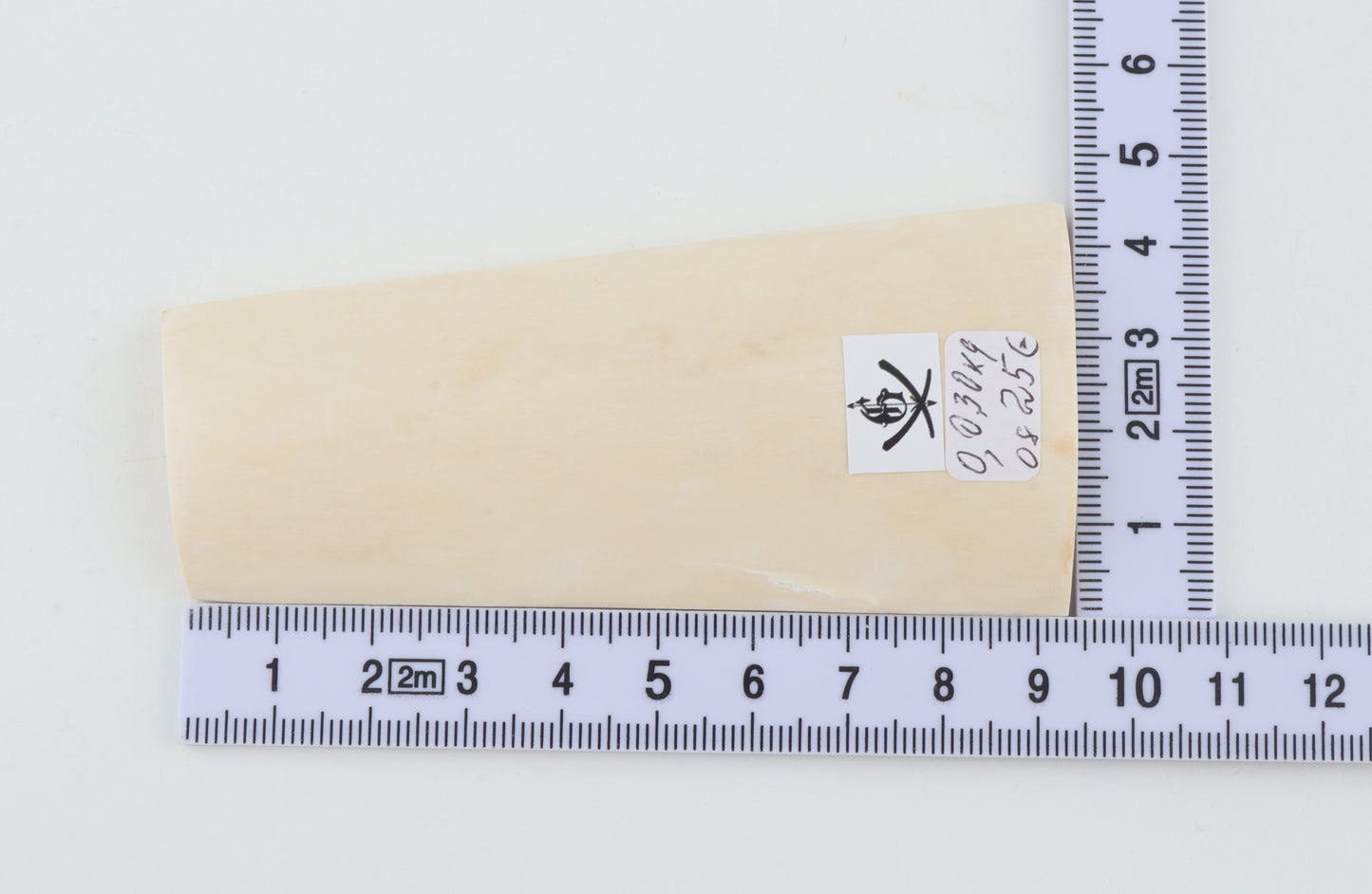 White mammoth ivory segment