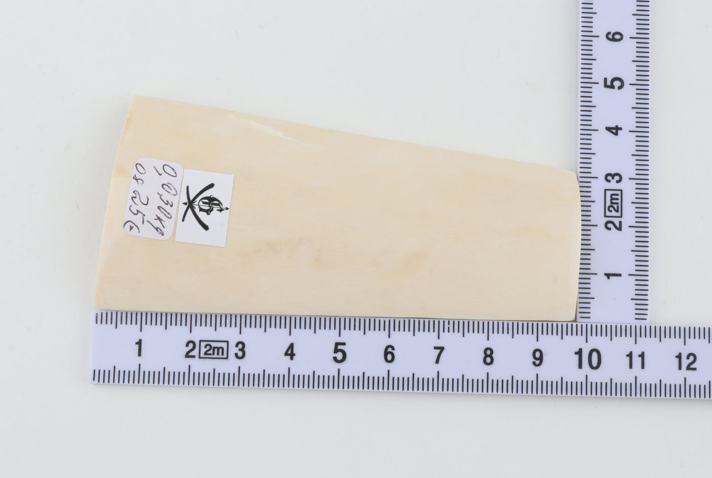 White mammoth ivory segment
