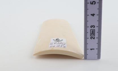 White mammoth ivory segment