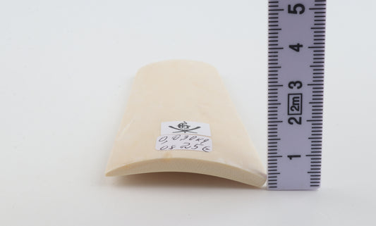 White mammoth ivory segment