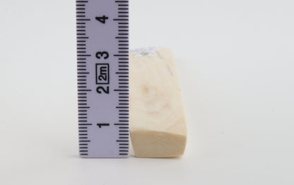 White mammoth ivory segment