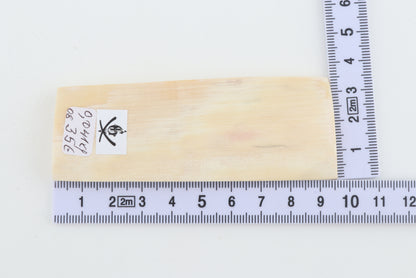 White mammoth ivory segment