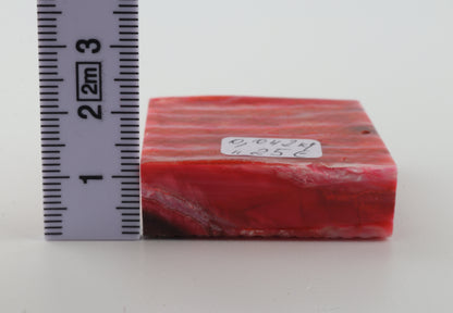 Stabilised mammoth molar piece