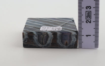 Stabilised mammoth molar piece