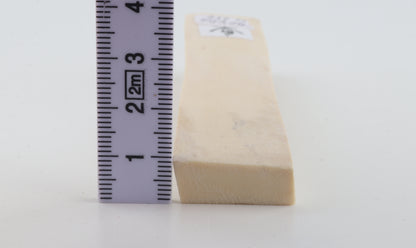 White mammoth ivory segment
