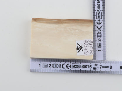 White mammoth ivory segment
