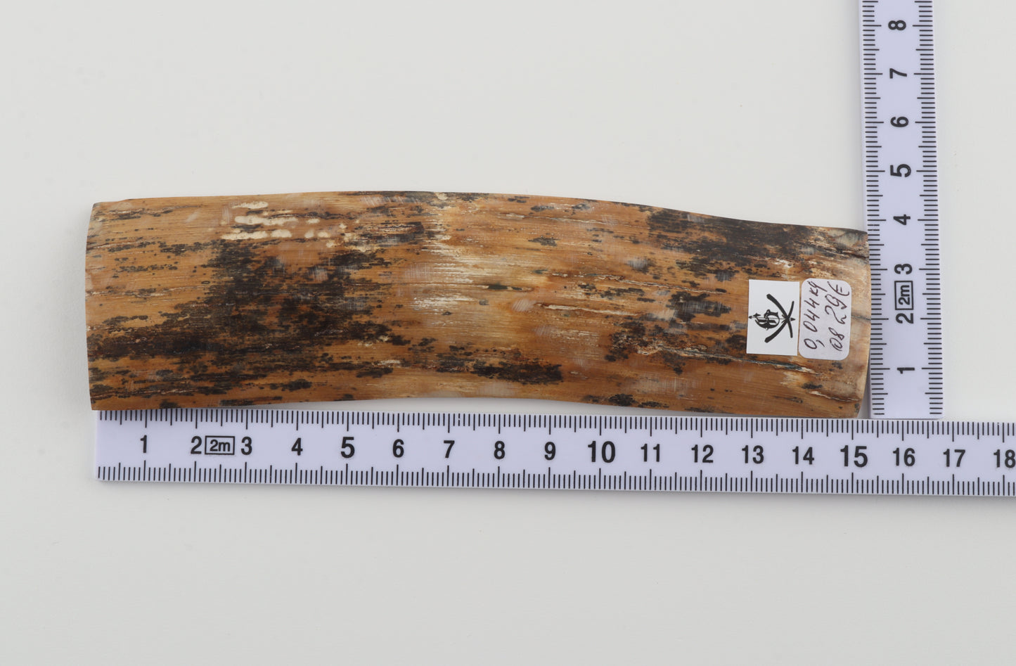 Brown-amber mammoth bark