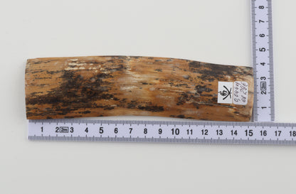 Brown-amber mammoth bark