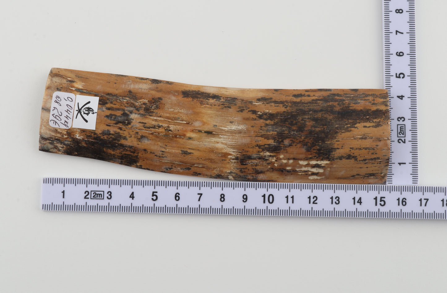 Brown-amber mammoth bark