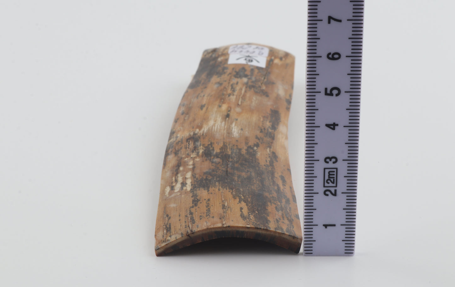 Brown-amber mammoth bark