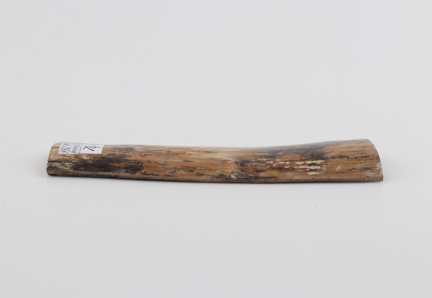 Brown-amber mammoth bark