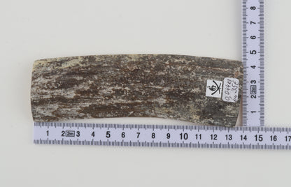 Grey mammoth bark
