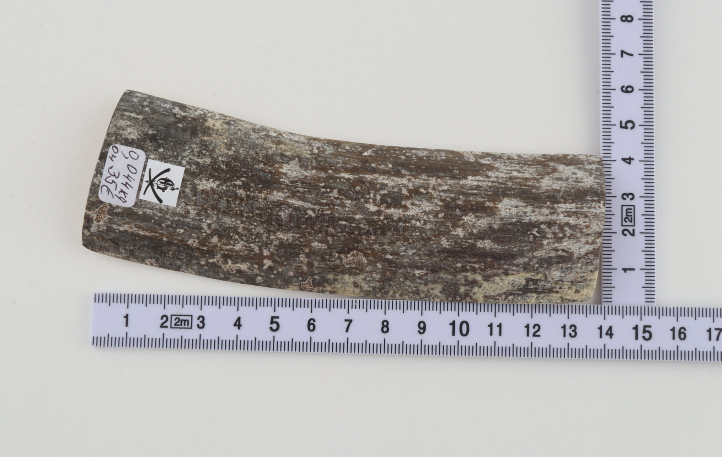 Grey mammoth bark