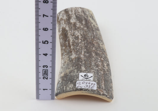 Grey mammoth bark