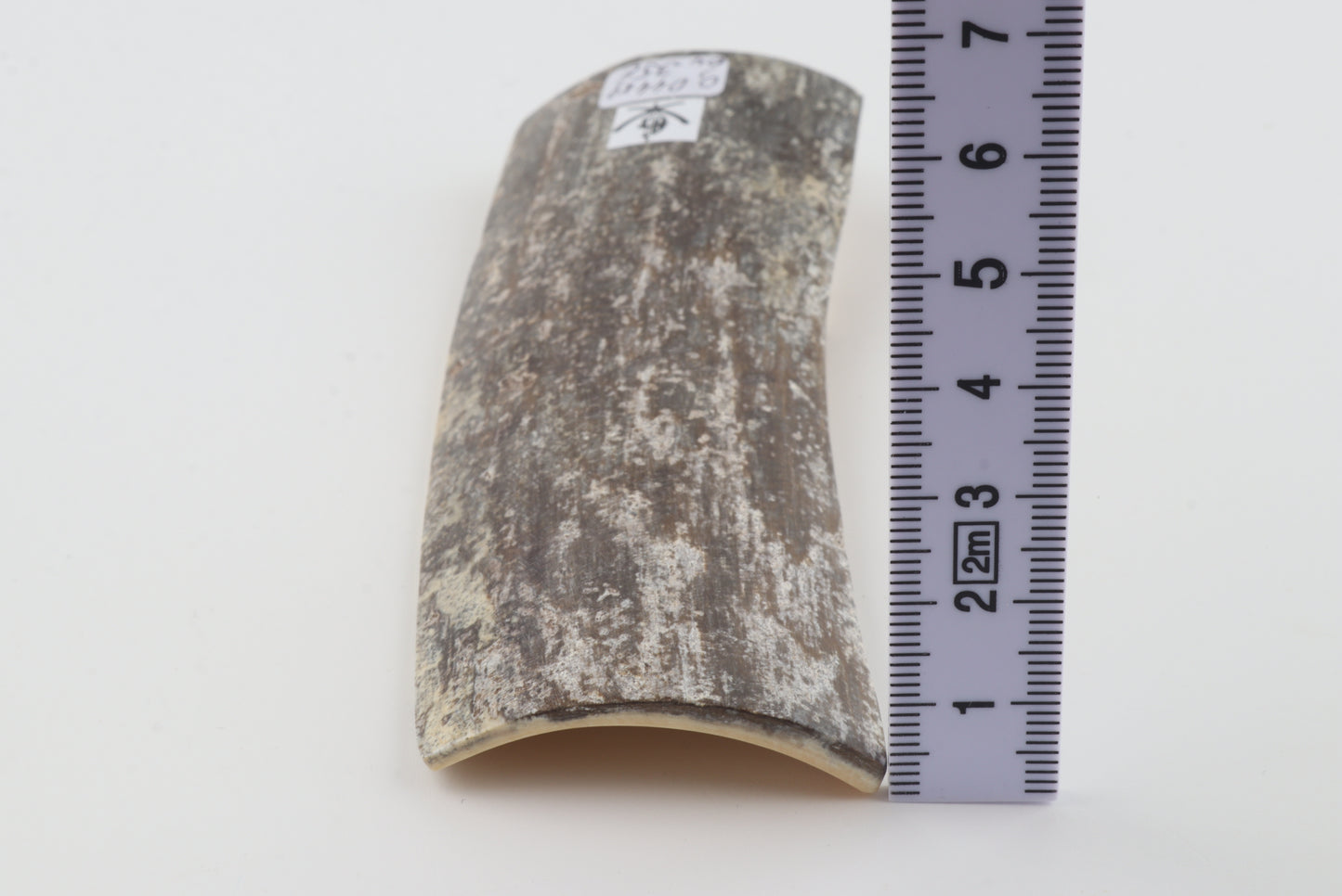 Grey mammoth bark