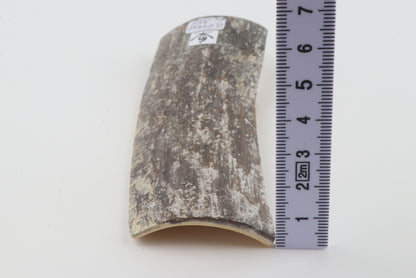 Grey mammoth bark