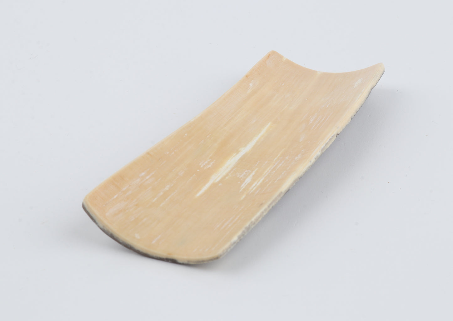 Grey mammoth bark