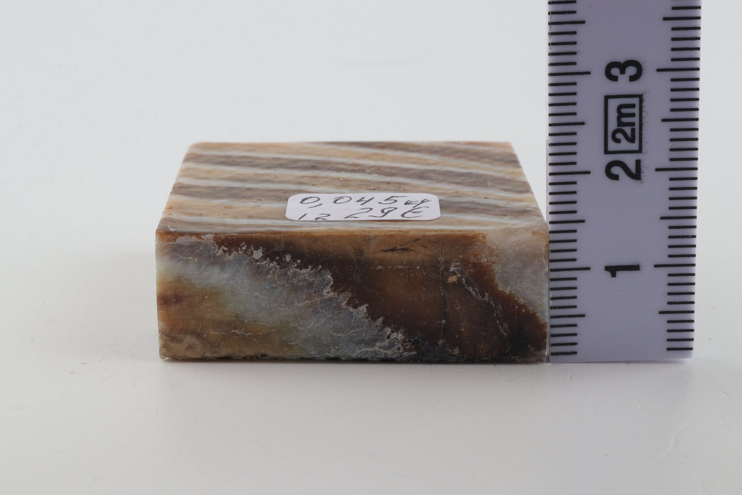 Stabilised mammoth molar piece