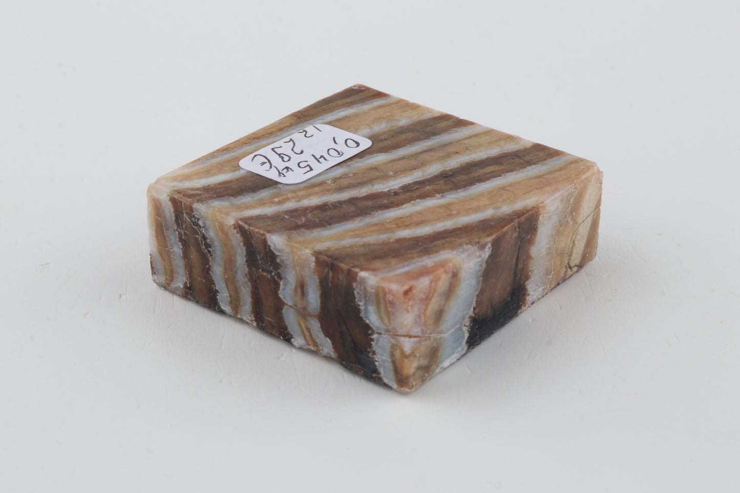 Stabilised mammoth molar piece