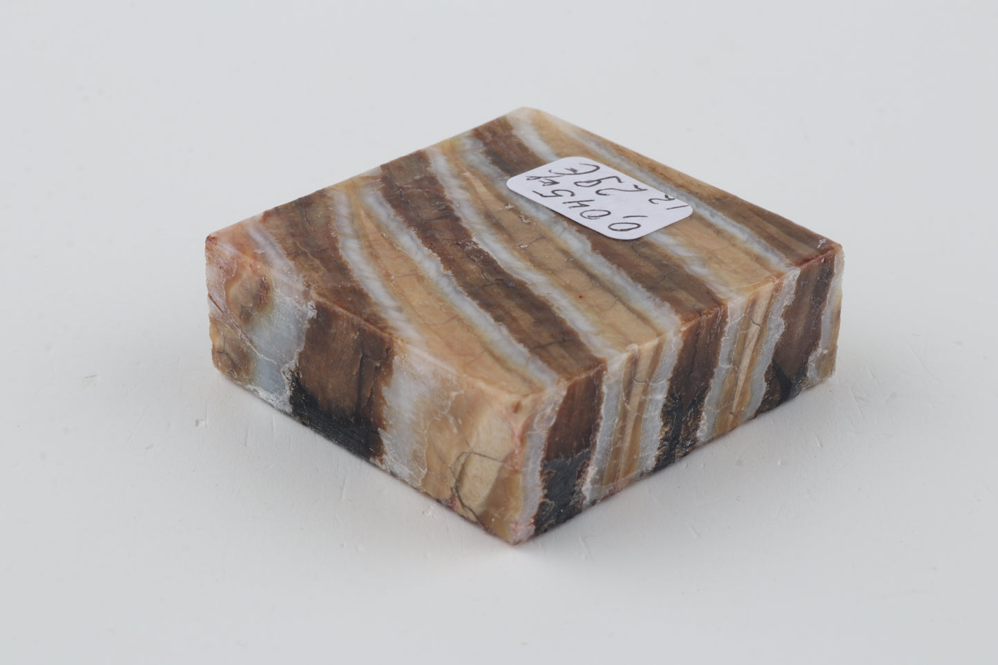 Stabilised mammoth molar piece