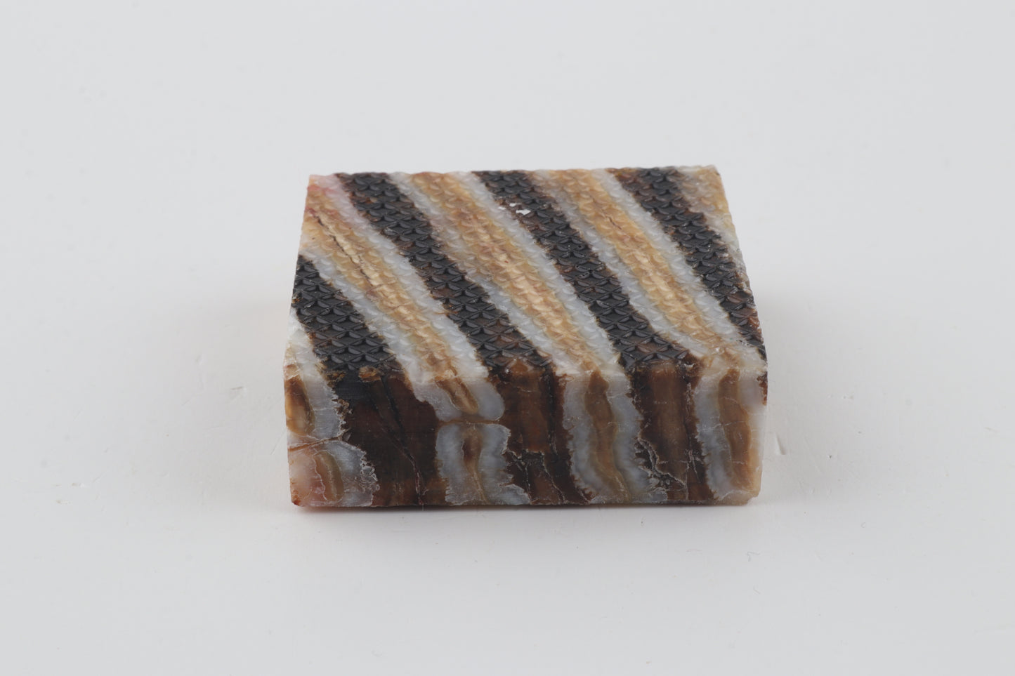 Stabilised mammoth molar piece