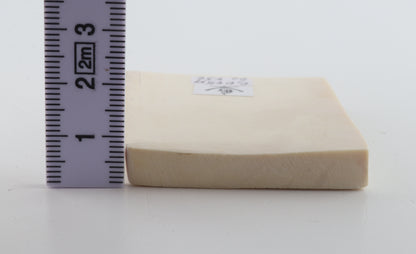 White mammoth ivory segment