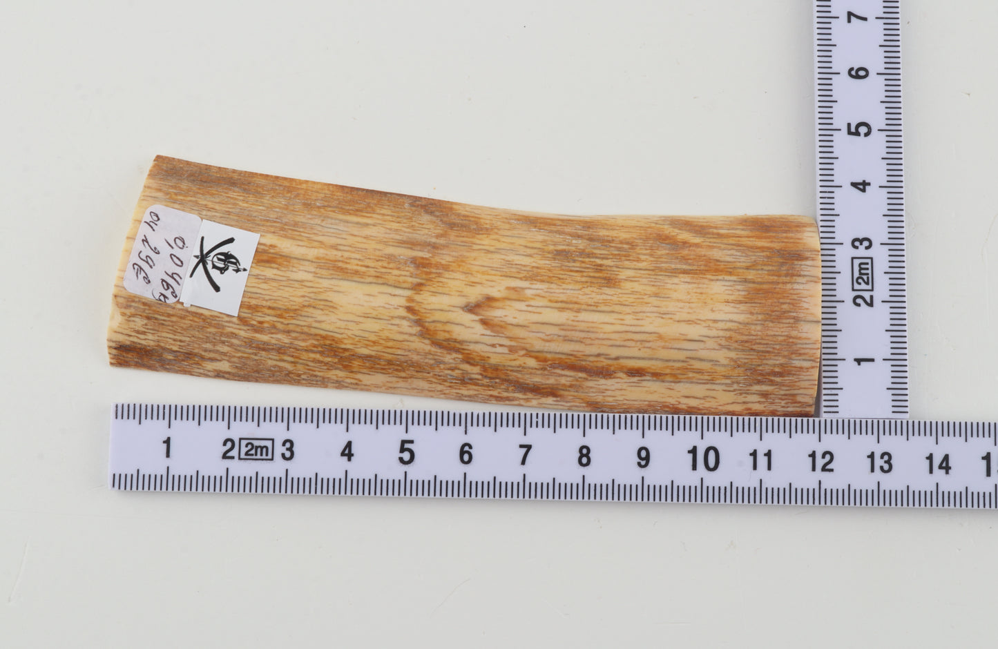 Orange mammoth bark