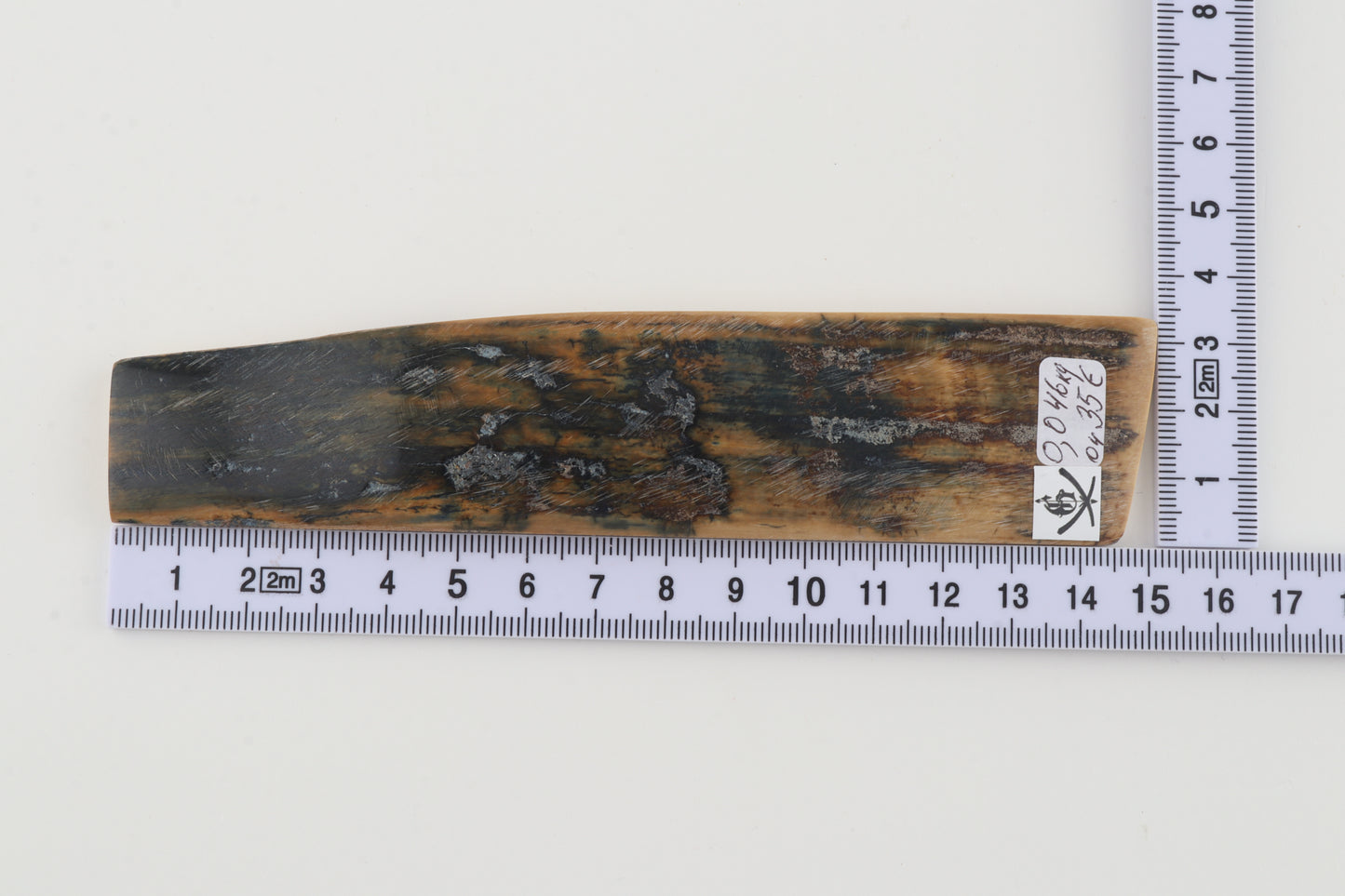 Beige-blue mammoth bark