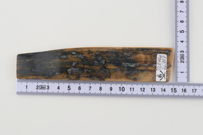 Beige-blue mammoth bark