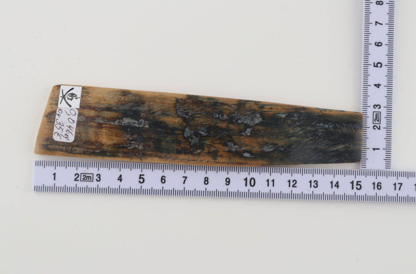 Beige-blue mammoth bark
