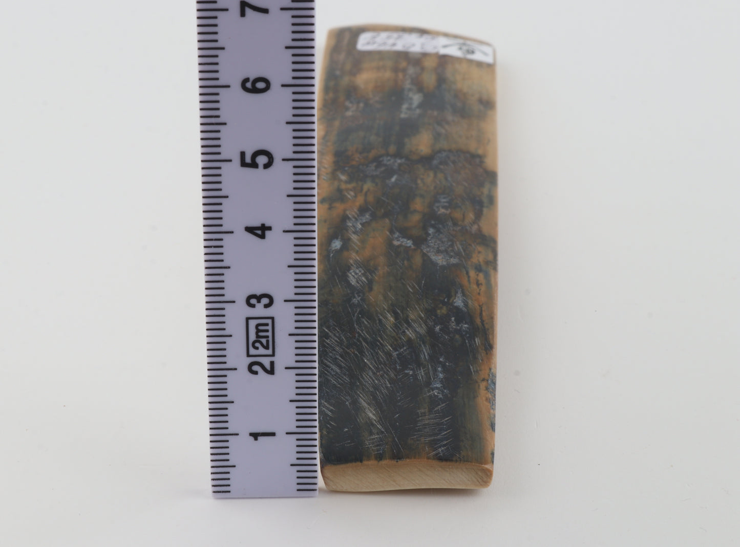 Beige-blue mammoth bark